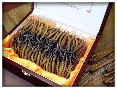 波莲镇冬虫夏草回收